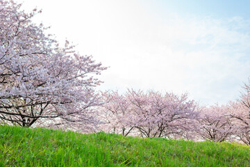 満開の桜並木