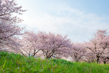 満開の桜並木