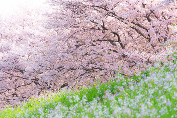 満開の桜並木