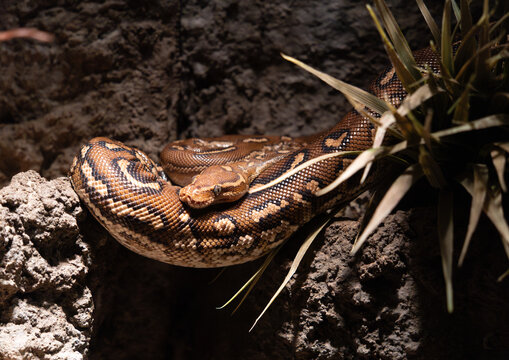Python snake