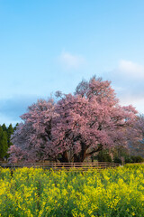 一心行の大桜