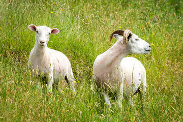 Obraz premium mother sheep and her lamb in lush green grassy field