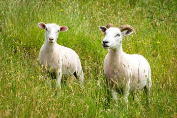 Obraz premium mother sheep and her lamb in lush green grassy field