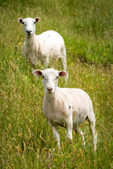 Obraz premium mother sheep and her lamb in lush green grassy field