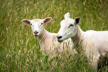 mother sheep and her lamb in lush green grassy field