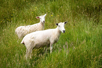 Obraz premium mother sheep and her lamb in lush green grassy field