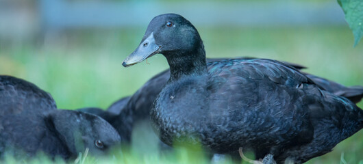 Closeup of a pair of black cayuga Ducks