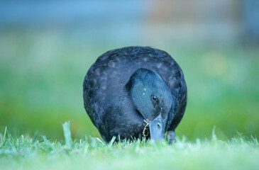Closeup of a black cayuga Duck