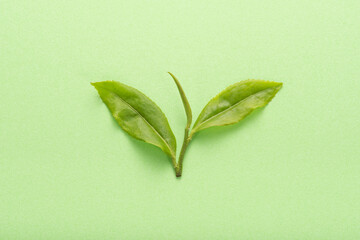 生茶葉 緑色 クローズアップ