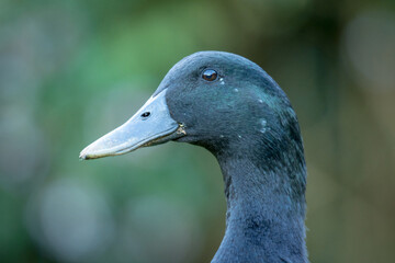 Closeup of a black cayuga Duck
