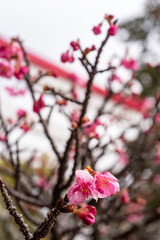 鎌倉2501　大塔宮32　河津桜