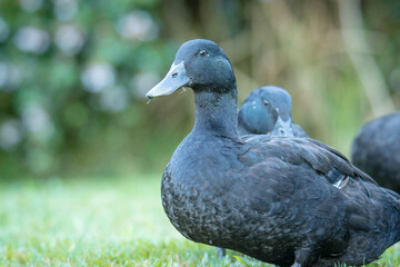 Closeup of a pair of black cayuga Ducks