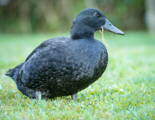 Closeup of a black cayuga Duck