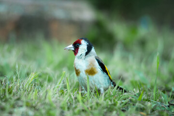 European goldfinch foraging for food among grasses