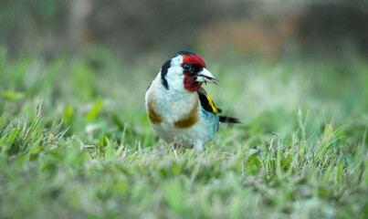 European goldfinch foraging for food among grasses