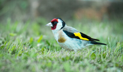 European goldfinch foraging for food among grasses