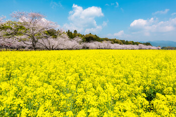 桜と菜の花　西都原古墳群