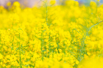 Obraz premium 菜の花畑