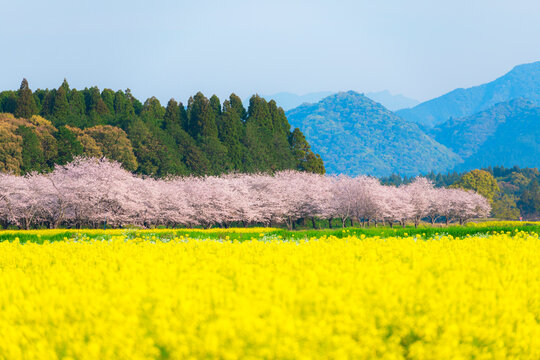 菜の花と桜　西都原古墳群