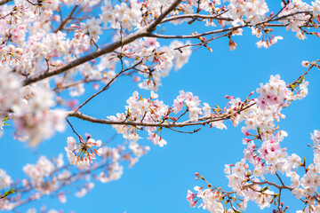 桜の花　クローズアップ