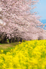 西都原古墳群の満開の桜と菜の花