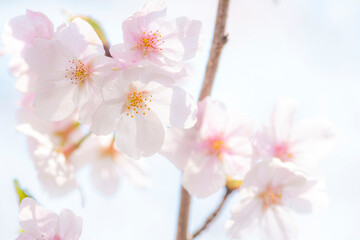 Fototapeta premium 桜の花 クローズアップ