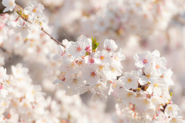 満開の桜　朝　クローズアップ