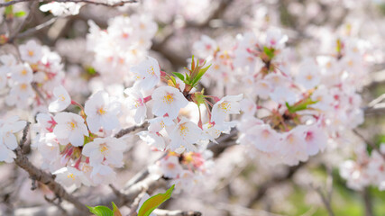 桜満開