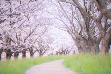 桜並木　朝　さわやか