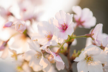 満開の桜　朝日　クローズアップ