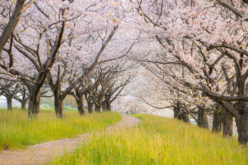 Obraz premium 桜並木 朝 さわやか