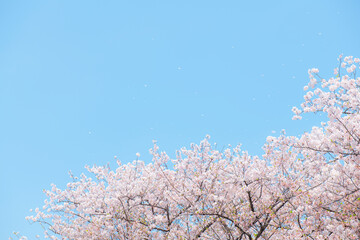 桜吹雪