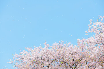 桜吹雪