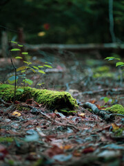 moss on the fallen tree trunk