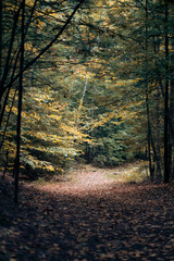 Fototapeta premium autumn forest in the morning