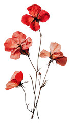 Artistic dried red flowers on white isolated on transparent background