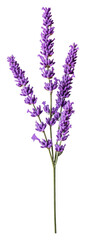 Obraz premium Beautiful lavender stems in vibrant purple hue isolated on transparent background