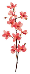 Delicate pink orchids blooming in a floral display isolated on transparent background