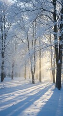 Sunlight filtering through snow-covered trees in a serene winter forest