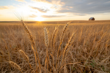 Obraz premium Golden wheat stalks sway gently in breeze at sunset