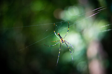 A closup of a spider