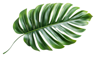 Large green monstera leaf on a white background isolated on transparent background
