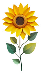 Detailed sunflower with green leaves isolated on transparent background