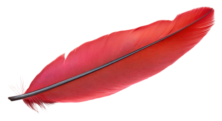 Textured bright red feather on display isolated on transparent background