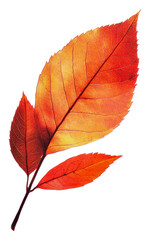 Fototapeta premium Autumn leaves showcasing vibrant orange hues isolated on transparent background