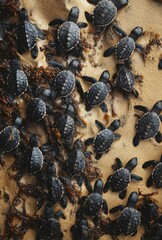 Newly Hatched Sea Turtles Crawling on Sandy Beach towards Ocean with Seaweed on Shoreline and Natural Habitat Representing Wildlife Conservation Efforts