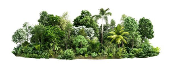 PNG Green forest vegetation landscape scenery.