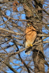 Red shouldered hawk perched in bare tree on a sunny winter day against blue sky. 