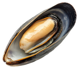 PNG One real raw half Mussel seafood mussel invertebrate.