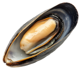 PNG One real raw half Mussel seafood mussel invertebrate.